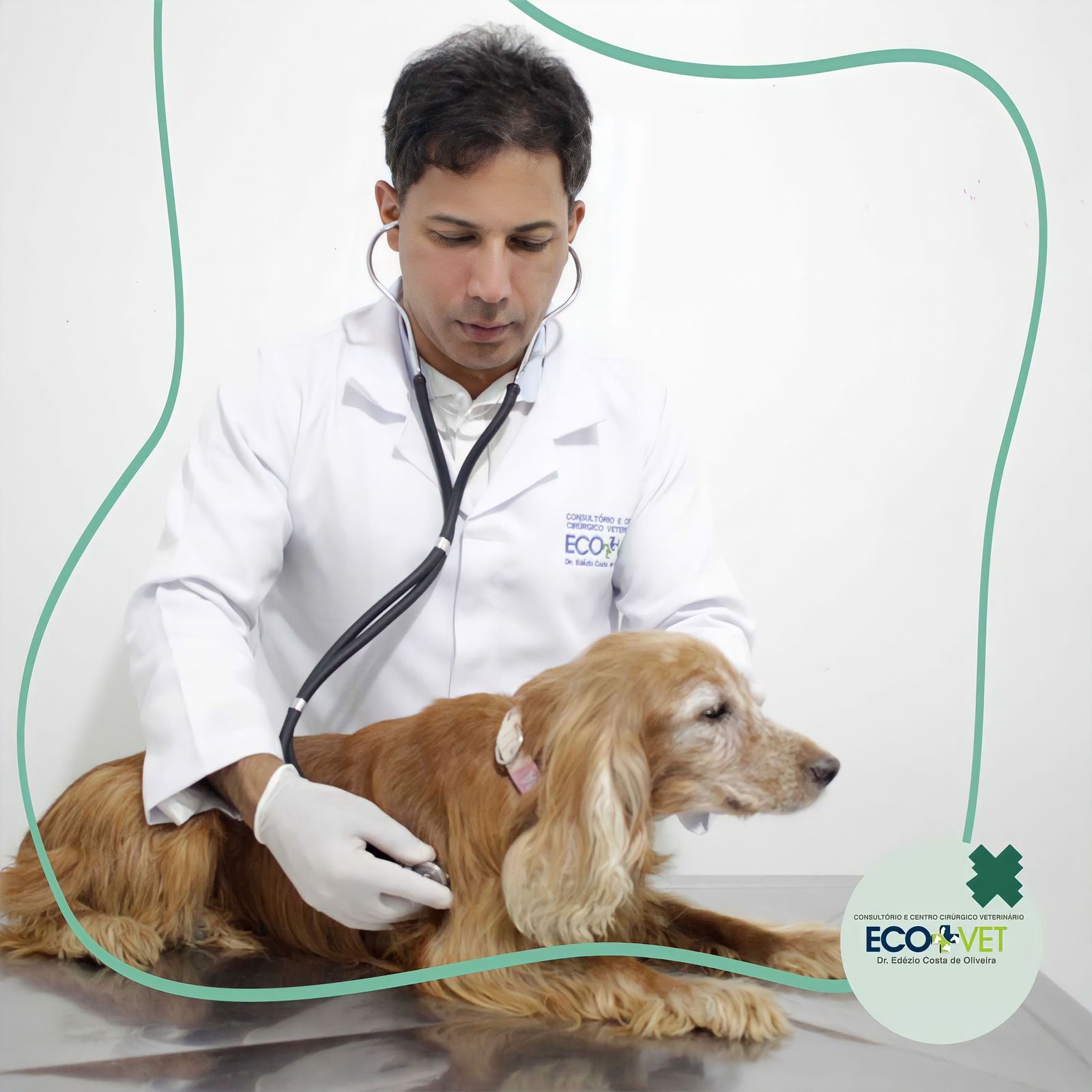 Como cuidar de seu cachorro com febre? Como cuidar de seu cachorro com febre?