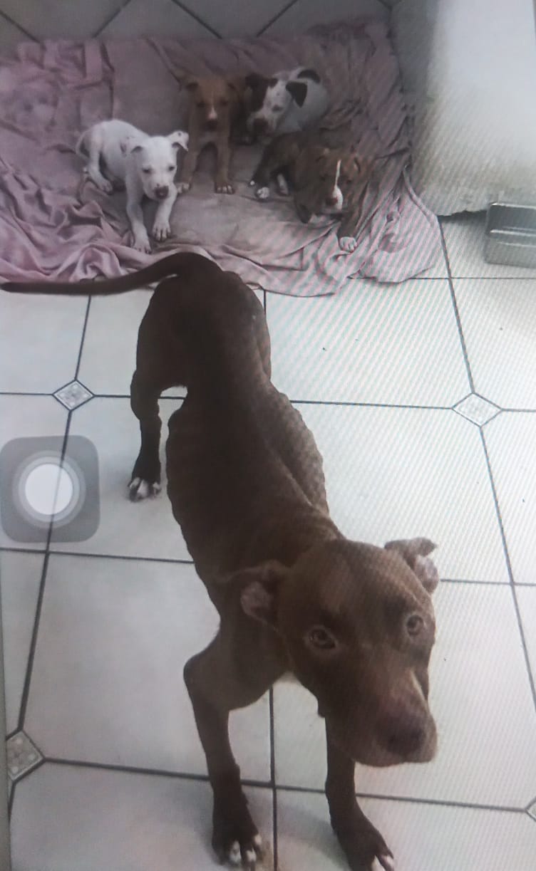 Jaguaquara: mulher é presa após maus tratos aos animais