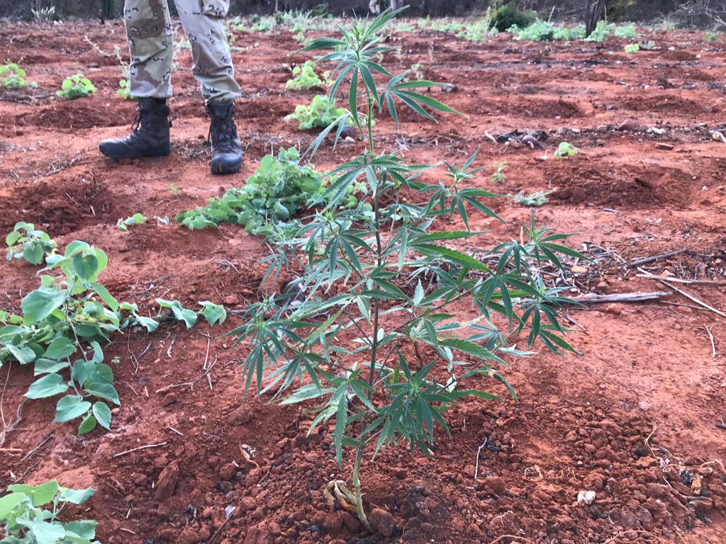 Polícia Federal destrói fazenda de maconha no sudoeste baiano Polícia Federal destrói fazenda de maconha no sudoeste baiano