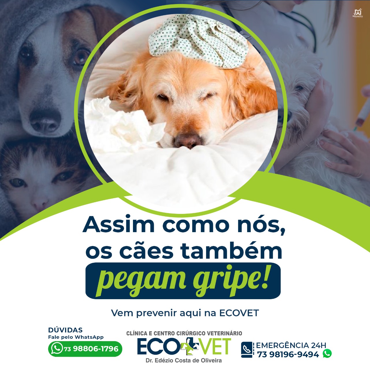 Ecovet: gripe canina Ecovet: gripe canina