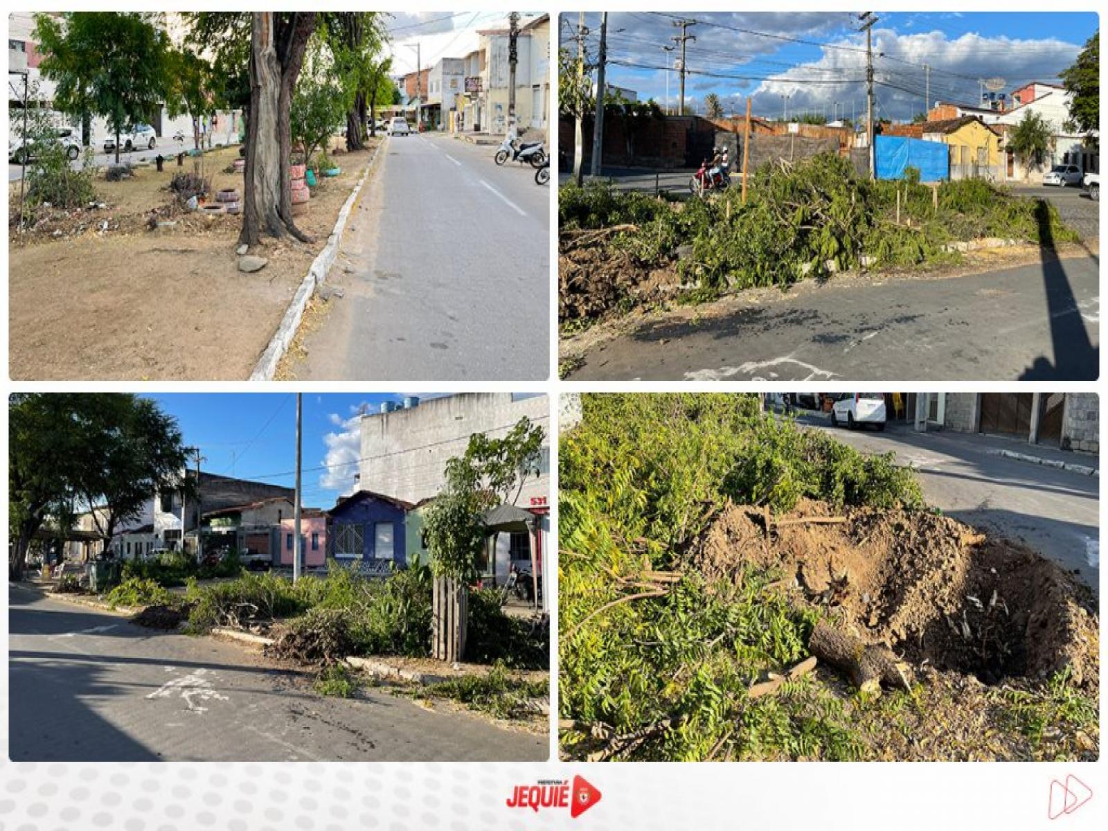 Prefeitura de Jequié substitui árvores em praças e passeios públicos por espécies menos agressivas