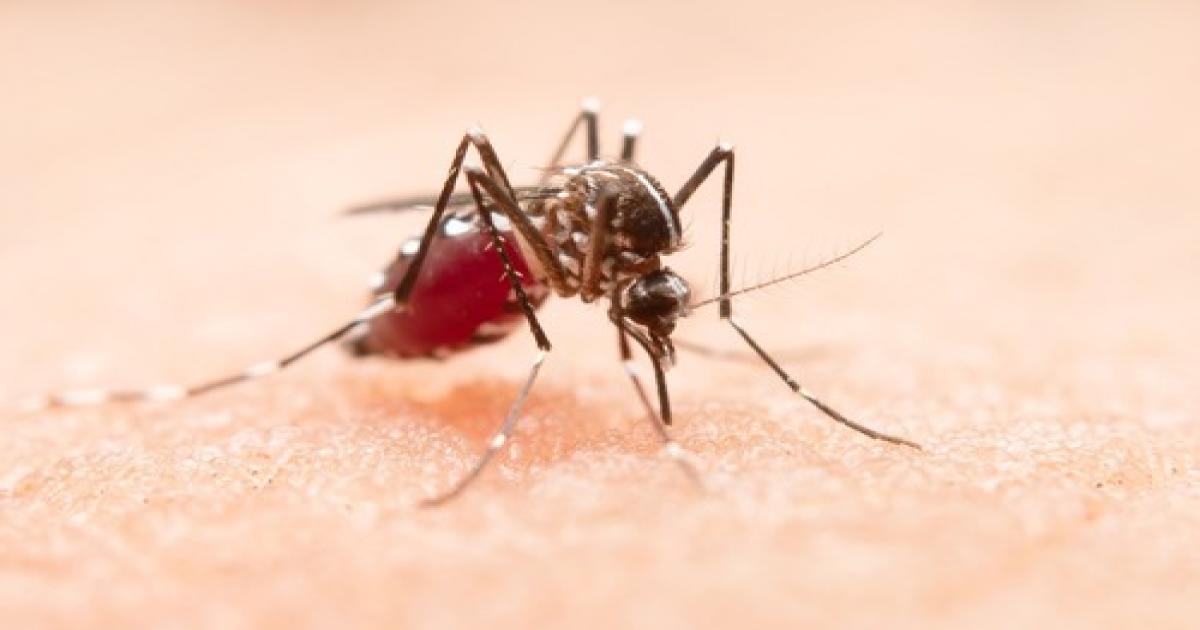 CHIKUNGUNYA: Região Nordeste registra maior incidência da doença em 2022