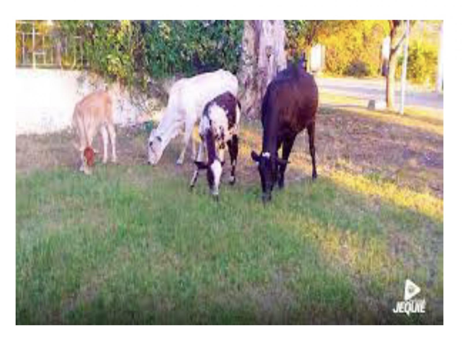 Prefeitura de Jequié aumenta a multa para proprietários de animais soltos nas ruas da cidade