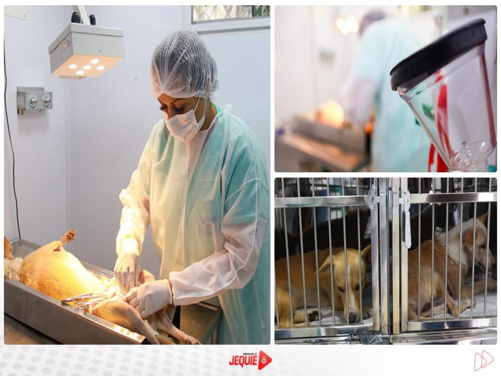 Prefeitura de Jequié ultrapassa 2 mil castrações em cães e gatos