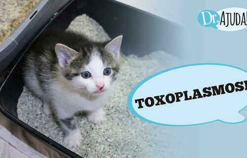 O que é a toxoplasmose? Como prevenir? O que é a toxoplasmose? Como prevenir?