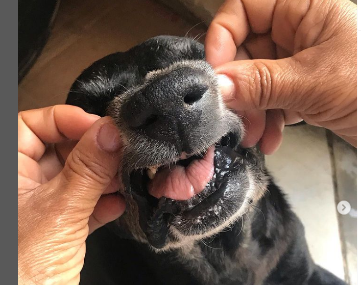Cão teve os dedos decepados com um facão Cão teve os dedos decepados com um facão