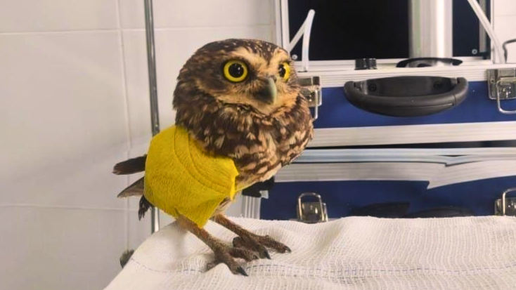 BAMIN inaugura Centro Veterinário em área de proteção ambiental e realiza primeira cirurgia ortopédica em coruja nativa da região