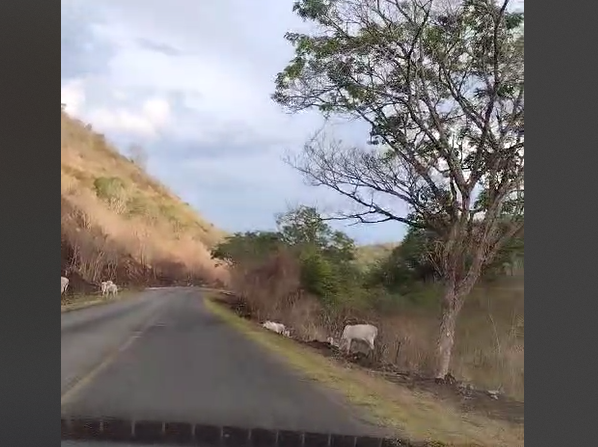 Perigo na BR 330 oeste: boiada coloca motoristas em risco de acidentes Perigo na BR 330 oeste: boiada coloca motoristas em risco de acidentes