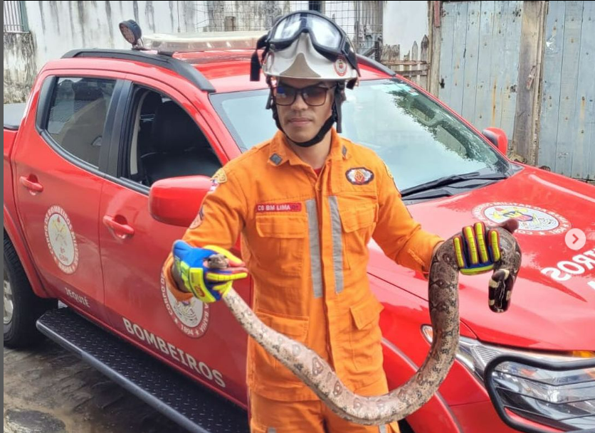 Corpo de Bombeiro resgatou jibóia no distrito de Itajuru Corpo de Bombeiro resgatou jibóia no distrito de Itajuru