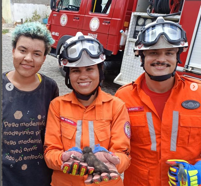 Filhote é resgatado entre duas paredes por bombeiros militares Filhote é resgatado entre duas paredes por bombeiros militares