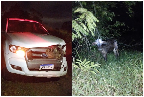 Bezerro solto na pista provocou acidente na BA 650 Bezerro solto na pista provocou acidente na BA 650