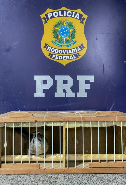 PRF resgata ave silvestre que era transportada de forma irregular em Jequié PRF resgata ave silvestre que era transportada de forma irregular em Jequié