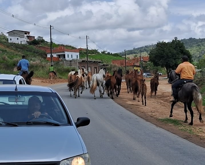 PRE recolheu mais de 20 animais soltos na rodovia e evitou acidentes