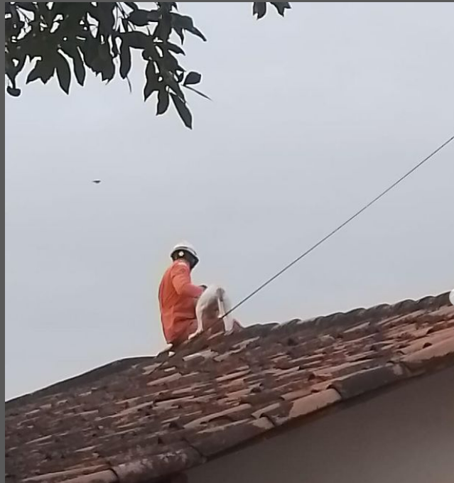 Cadela é resgatada no telhado após botar ladrão para correr Cadela é resgatada no telhado após botar ladrão para correr