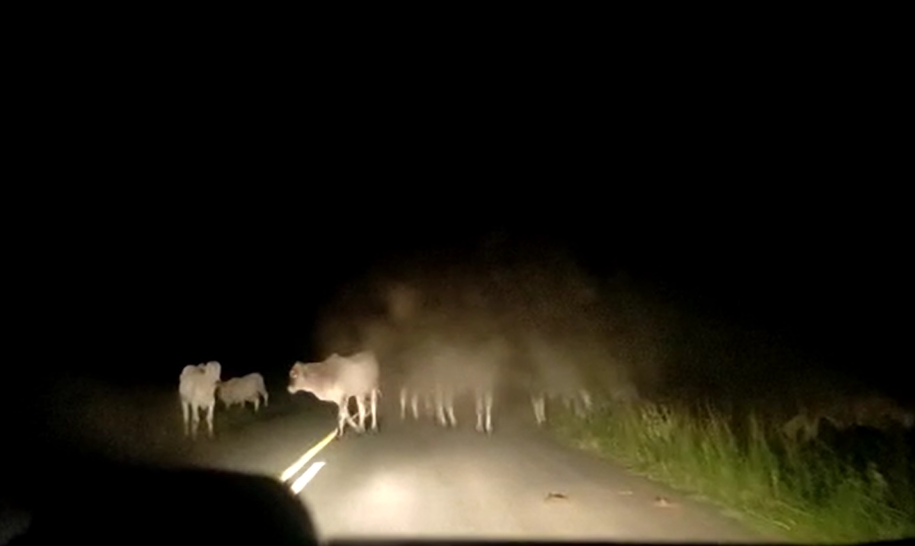 BA 130: perigo a cada curva com animais soltos na pista BA 130: perigo a cada curva com animais soltos na pista