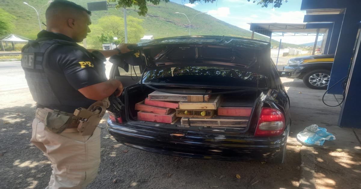Irmãos são detidos na BR 116 transportando mais de 300 pássaros amontoados dentro de carro