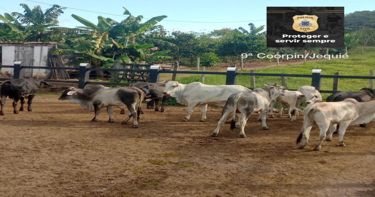 Polícia recupera 10 cabeças de gado furtadas em Dário Meira