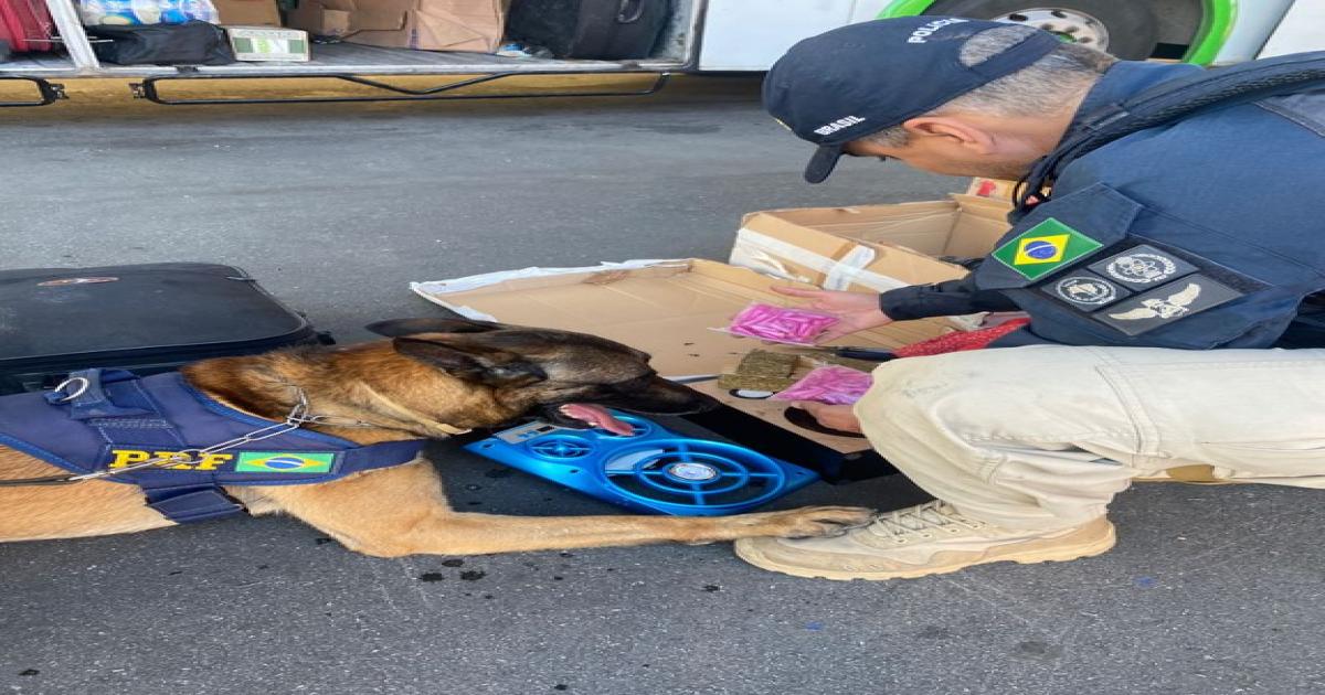 PRF apreende drogas escondidas dentro de caixa de som em Vitória da Conquista