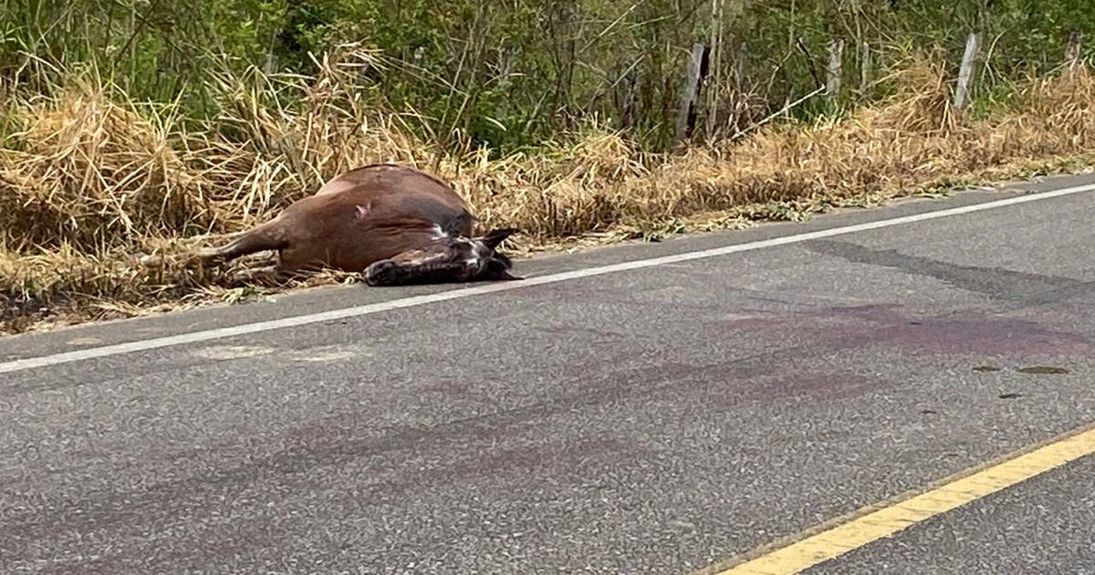 Perigo: animais soltos nas rodovias continuam causando acidentes na região de Jequié