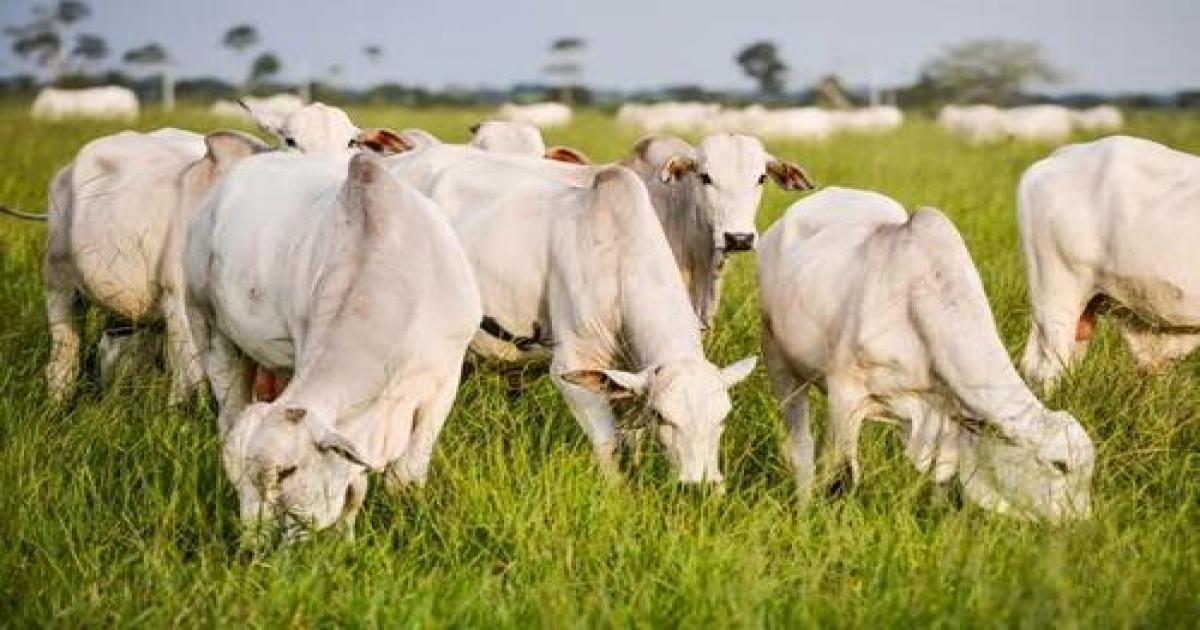Mercado acompanha possível caso de mal da vaca louca no Pará
