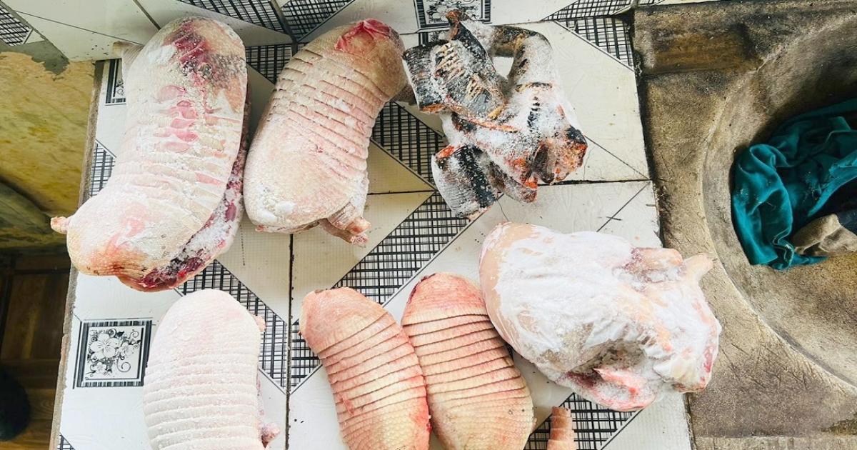 Polícia apreende armas, caças e animais silvestres, tinha tatu e paca