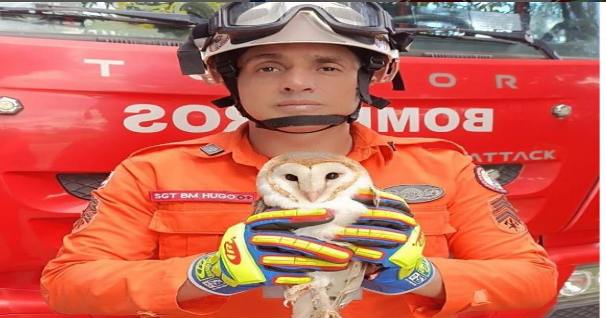 Bombeiros Militar resgataram coruja em situação de risco na cidade de Ipiaú