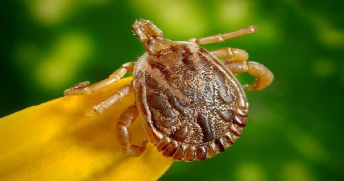 Adolescente com suspeita de febre maculosa morre em Campinas