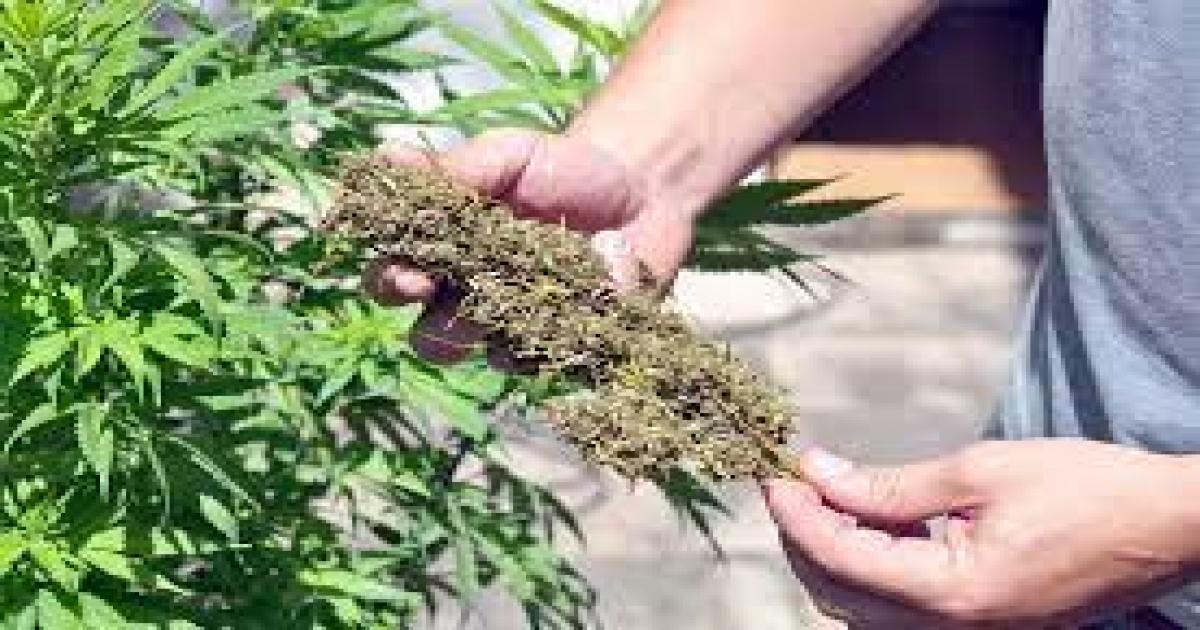 Descriminalizar porte de maconha aumentará doenças ligadas ao uso de drogas, alerta psiquiatra