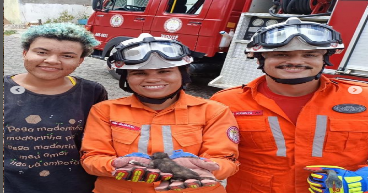 Filhote é resgatado entre duas paredes por bombeiros militares