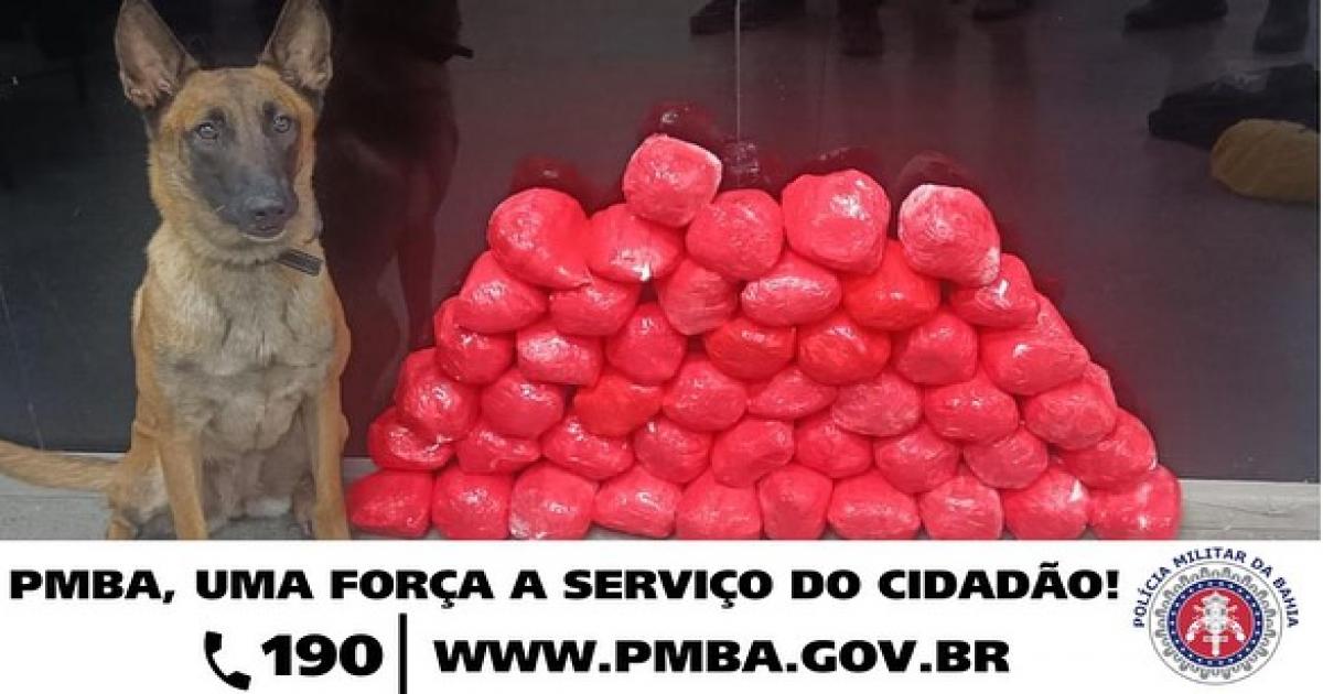 Cão farejado do TOR encontrou quase 50 tabletes de cocaína no bairro Km 4