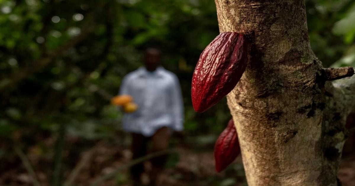 COTAÇÃO DA ARROBA DO CACAU ATINGE RECORDE NA BAHIA E MERCADO INTERNACIONAL