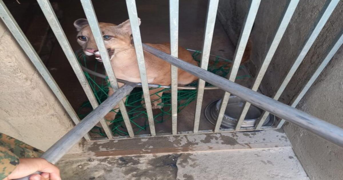 Onça parda mantida em cativeiro é resgatada pela Cippa PS em Eunápolis