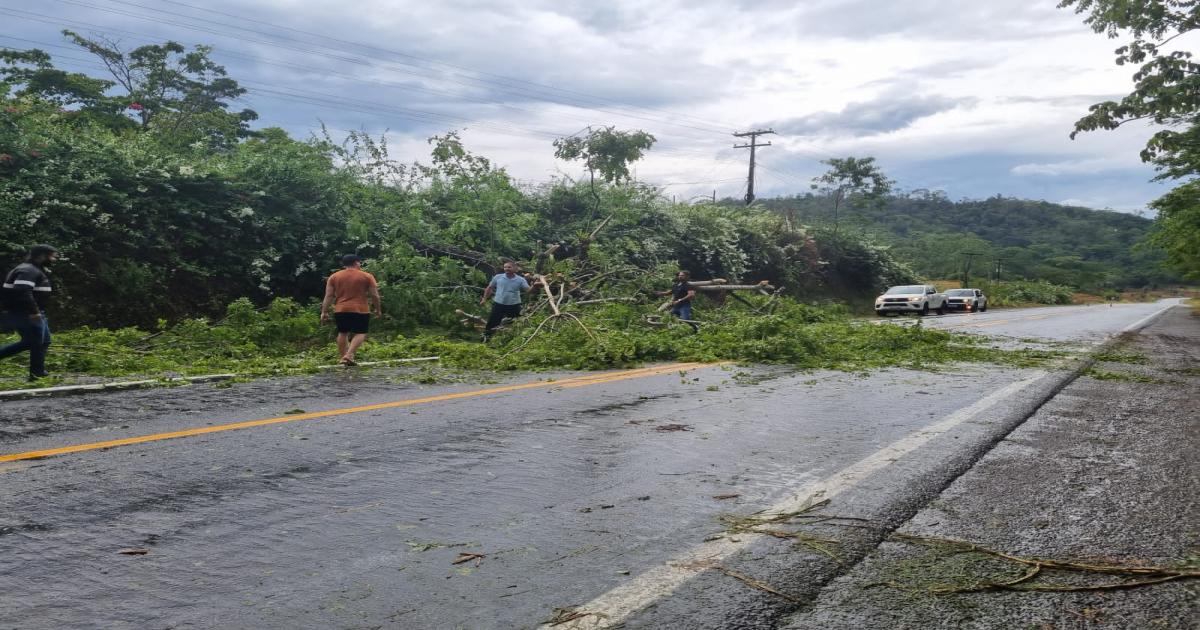 Quedas de árvores deixam a BR 330 parcialmente interditada entre Jequié e Ipiaú