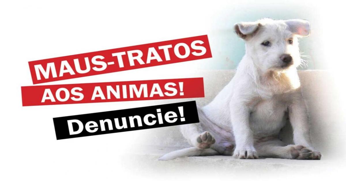 OAB Jequié promoveu evento sobre mau tratos  contra os animais