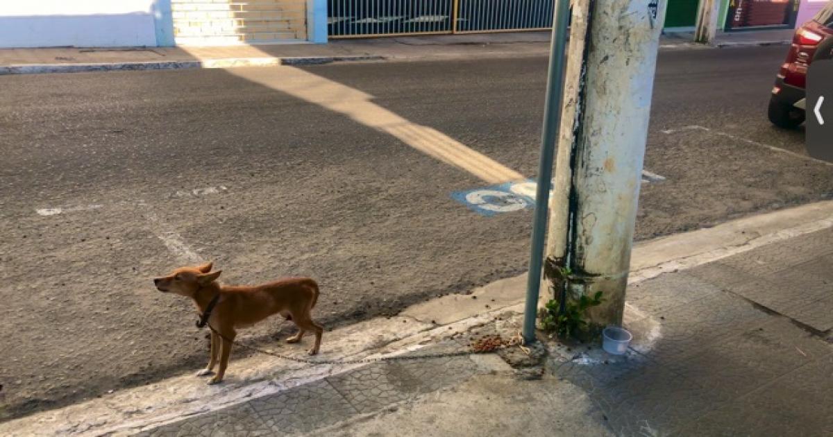 Cadela abandonada no Centro de Jequié aguarda por adoção