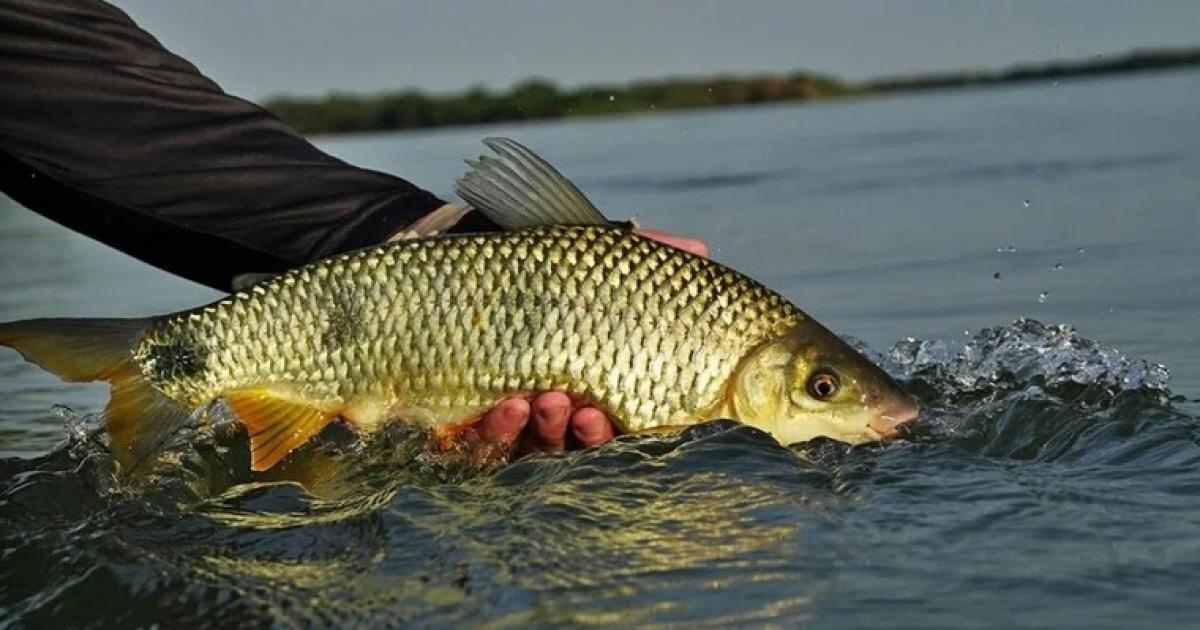Bahia: período de defeso da piracema termina dia 28 de fevereiro de 2024