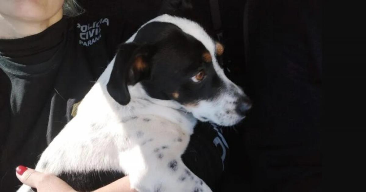 Mulher é condenada por maus-tratos a animais em Serrinha