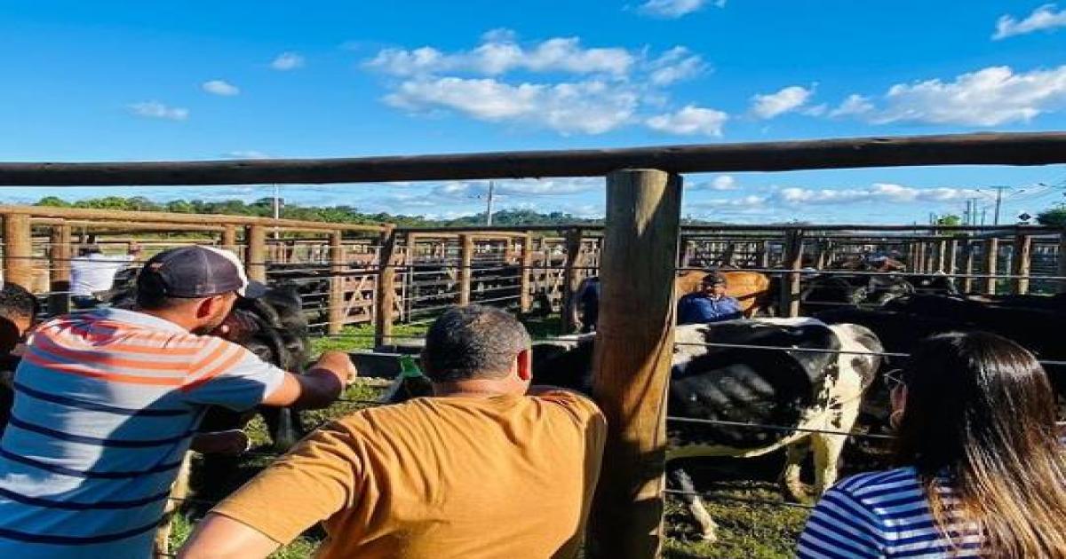 Prefeitura de Jitaúna realizou a grande feira de Animais neste fim de semana; sucesso comprovado.