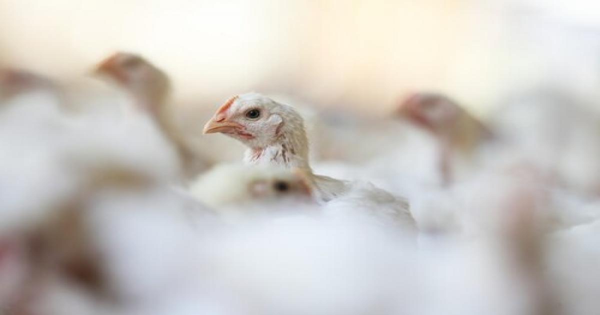 Gripe aviária: Ministério da Agricultura declara estado de emergência zoosanitária em todo o território nacional