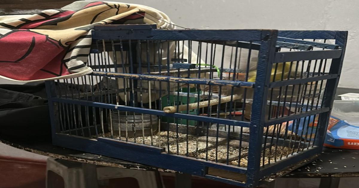 Preso homem que maltratou e matou cachorro em Conquista