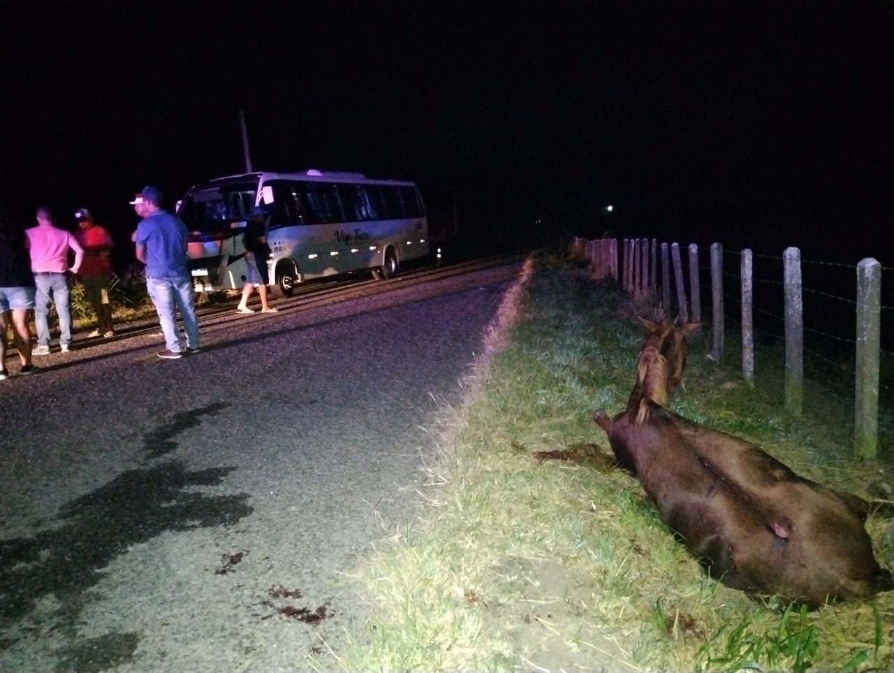 3 animais provocaram acidente com ônibus na BA 650 3 animais provocaram acidente com ônibus na BA 650