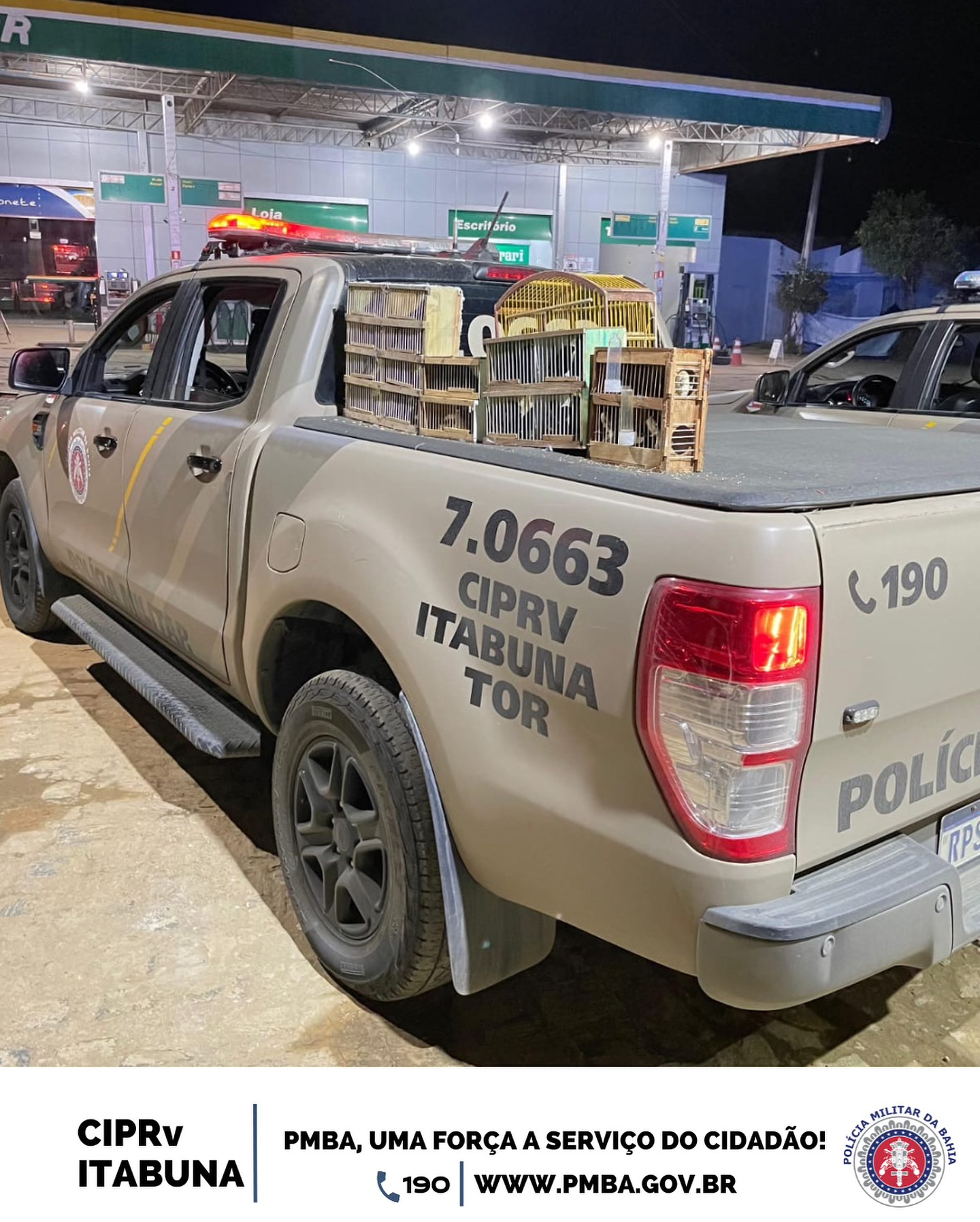 Traficante de animais é detido com 52 aves silvestres Traficante de animais é detido com 52 aves silvestres