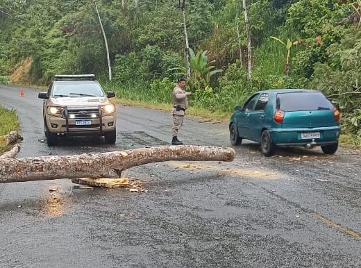 Chuva provoca desabamento de árvore na BA 547 Chuva provoca desabamento de árvore na BA 547