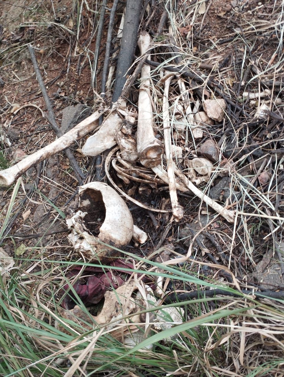 Ossada humana é encontrada no anel viário de Jequié Ossada humana é encontrada no anel viário de Jequié