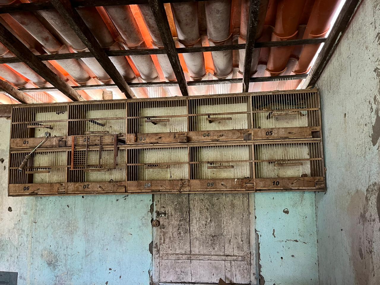 Operação Ouro Verde apreende 18 pássaros silvestres em Mutuípe Operação Ouro Verde apreende 18 pássaros silvestres em Mutuípe