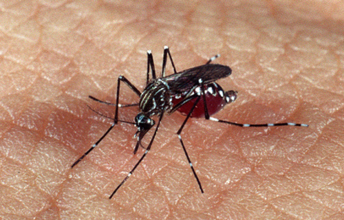 Dengue Hemorrágica: o que é e quais os sinais de alerta? Dengue Hemorrágica: o que é e quais os sinais de alerta?