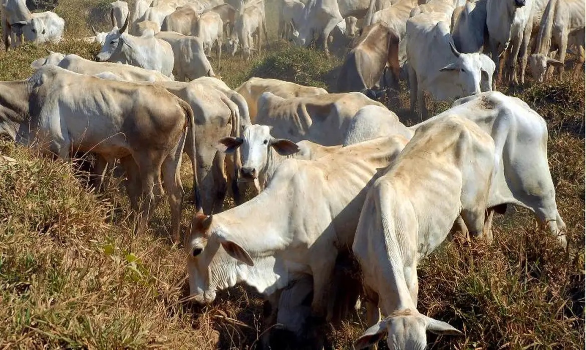 Vacinação contra febre aftosa será suspensa em 16 estados e no DF, a partir de 2 maio Vacinação contra febre aftosa será suspensa em 16 estados e no DF, a partir de 2 maio