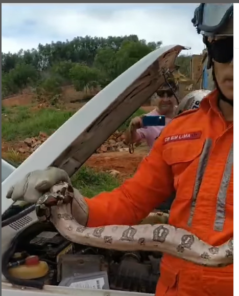 Cobra encontrada no capô de carro em Jequié Cobra encontrada no capô de carro em Jequié