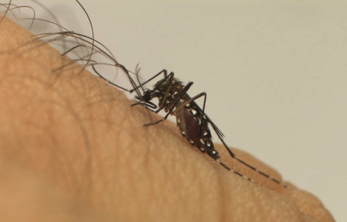 Vacina contra dengue começa a ser aplicada em fevereiro no Brasil Vacina contra dengue começa a ser aplicada em fevereiro no Brasil