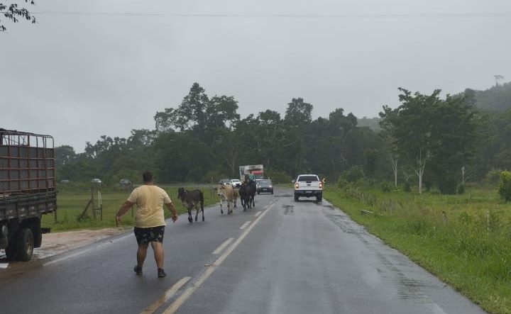 PRE recolheu animais soltos na rodovia entre as cidades de Ipiaú e Ibirataia PRE recolheu animais soltos na rodovia entre as cidades de Ipiaú e Ibirataia